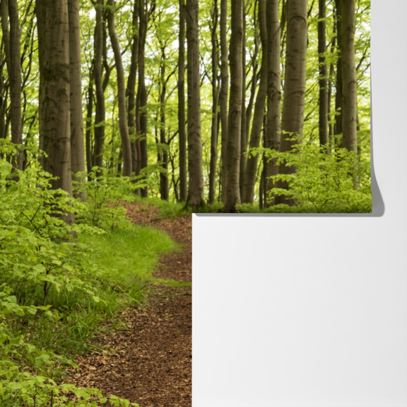 Fototapeta spokojna zielona ścieżka leśna – Wallissimo® Fototapeta spokojna zielona ścieżka leśna – Wallissimo®