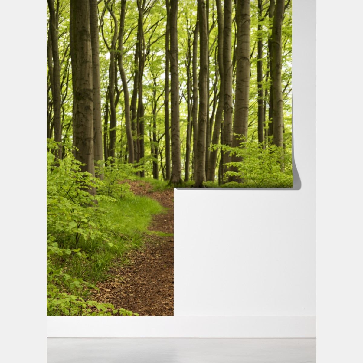 Fototapeta spokojna zielona ścieżka leśna – Wallissimo® Fototapeta spokojna zielona ścieżka leśna – Wallissimo®