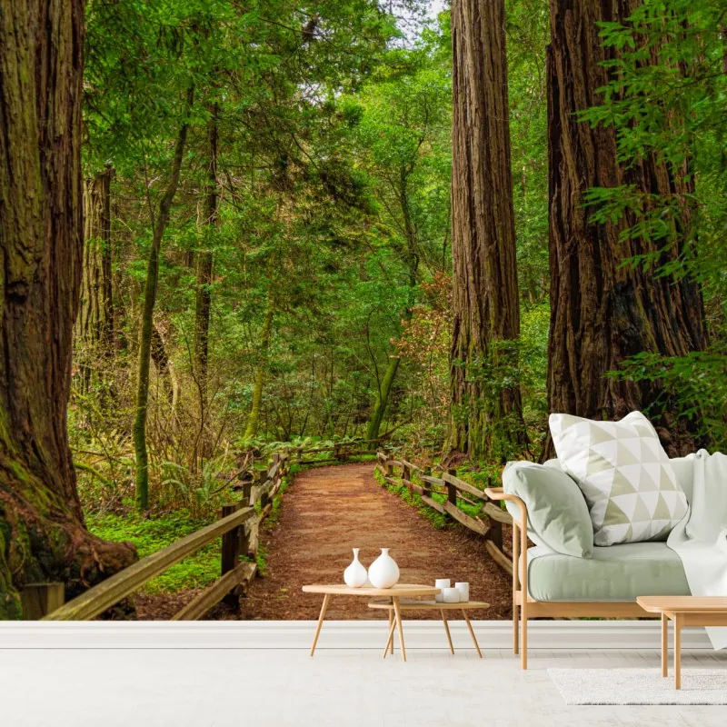 Fototapeta majestatyczna ścieżka w lesie sekwoi