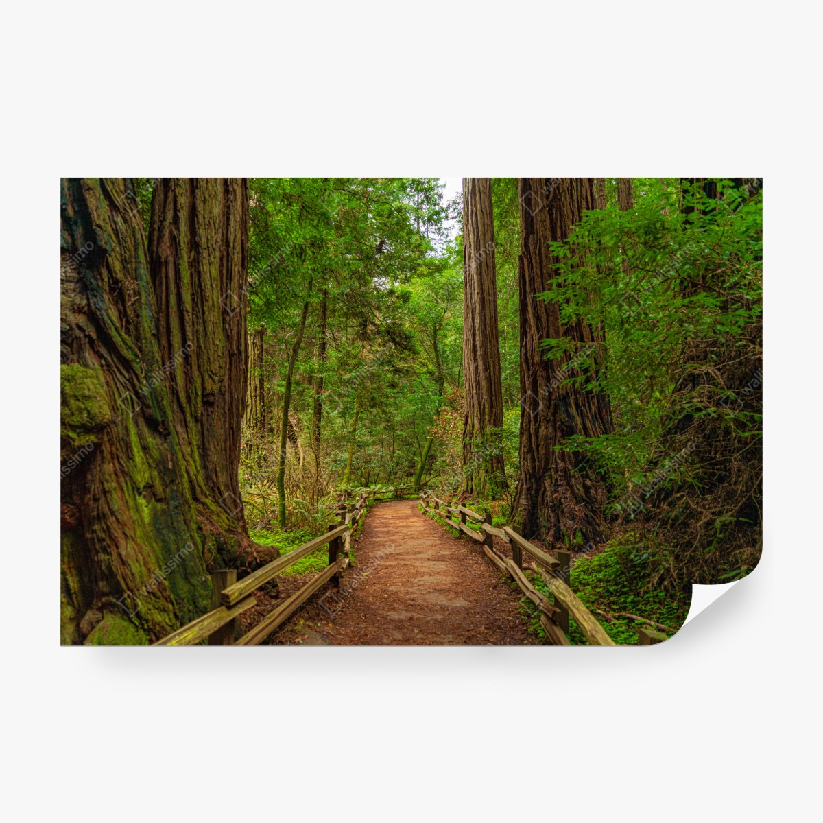 Fototapeta majestatyczna ścieżka w lesie sekwoi – Wallissimo® Fototapeta majestatyczna ścieżka w lesie sekwoi – Wallissimo®