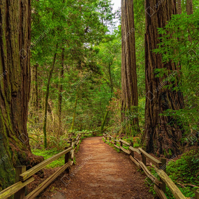 Fototapeta majestatyczna ścieżka w lesie sekwoi – Wallissimo® Fototapeta majestatyczna ścieżka w lesie sekwoi – Wallissimo®