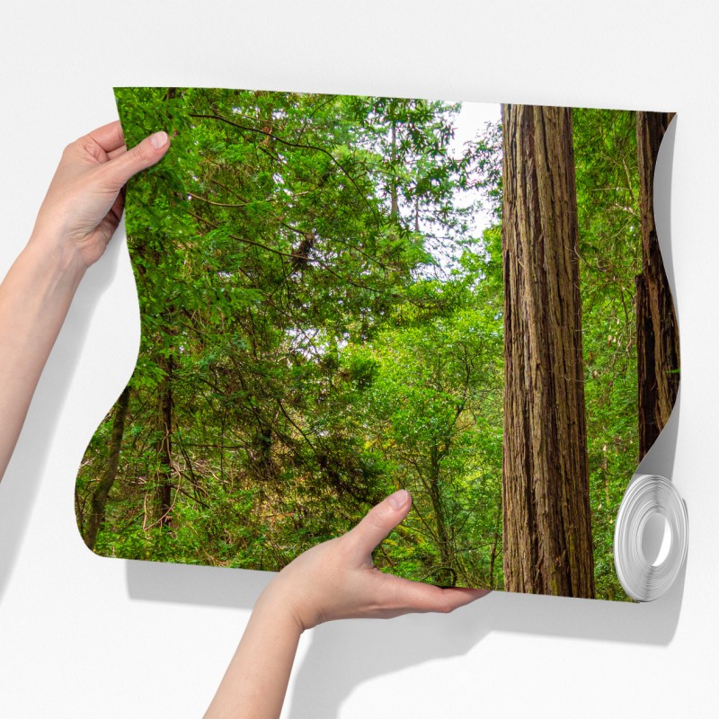 Fototapeta majestatyczna ścieżka w lesie sekwoi – Wallissimo® Fototapeta majestatyczna ścieżka w lesie sekwoi – Wallissimo®