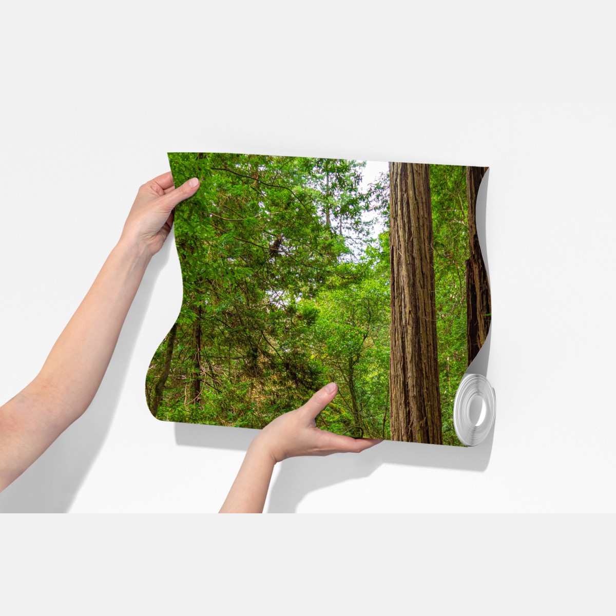 Fototapeta majestatyczna ścieżka w lesie sekwoi – Wallissimo® Fototapeta majestatyczna ścieżka w lesie sekwoi – Wallissimo®