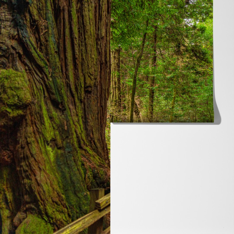 Fototapeta majestatyczna ścieżka w lesie sekwoi – Wallissimo® Fototapeta majestatyczna ścieżka w lesie sekwoi – Wallissimo®