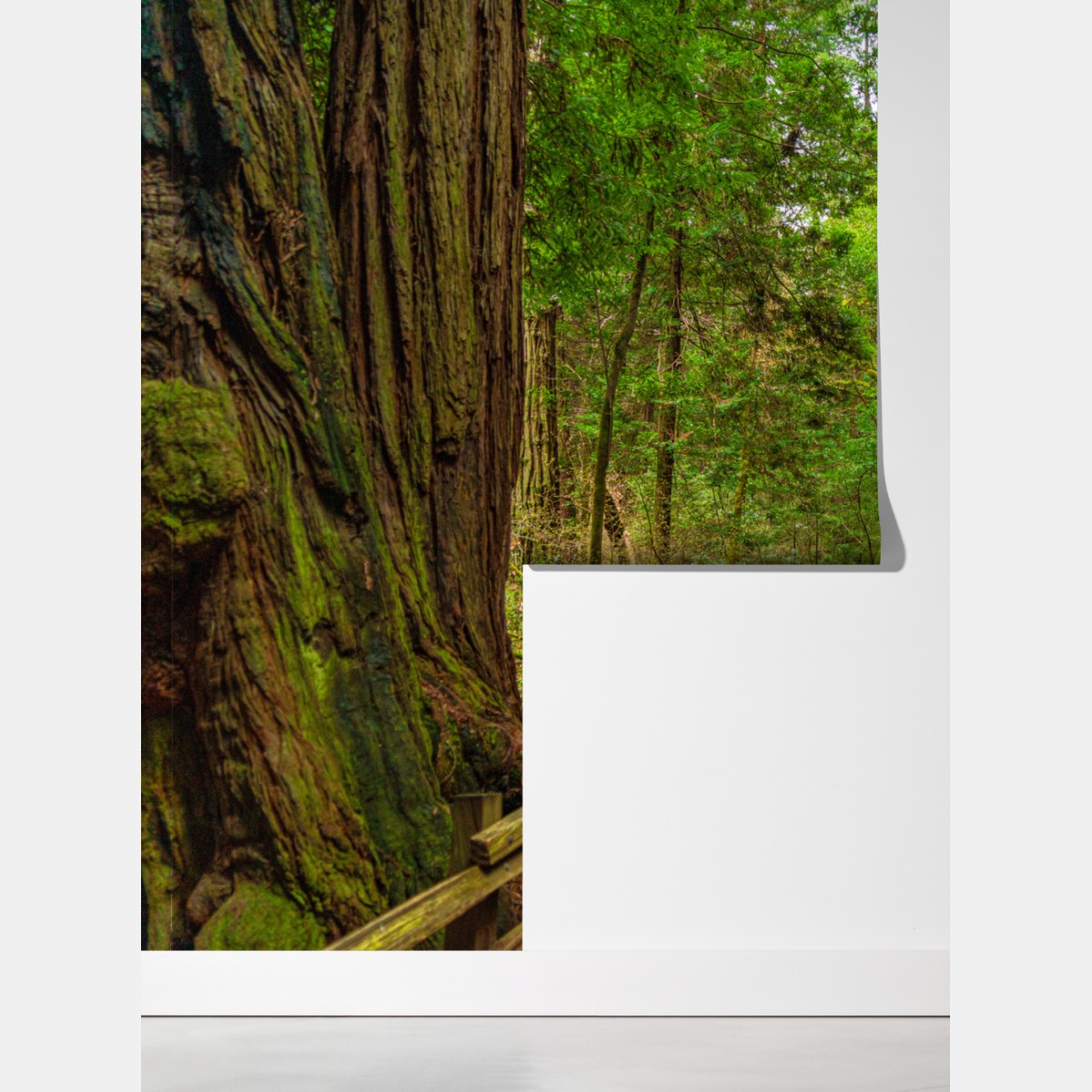 Fototapeta majestatyczna ścieżka w lesie sekwoi – Wallissimo® Fototapeta majestatyczna ścieżka w lesie sekwoi – Wallissimo®