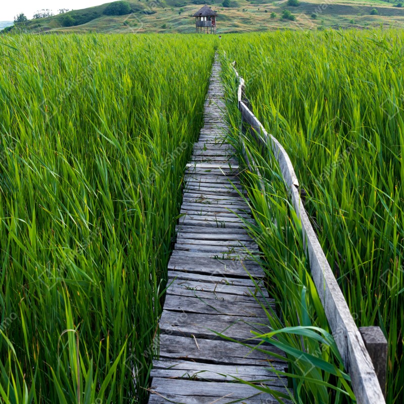 Fototapeta spokojny zielony pomost przez trzcinowisko do rustykalnej chaty – Wallissimo® Fototapeta spokojny zielony pomost przez trzcinowisko do rustykalnej chaty – Wallissimo®