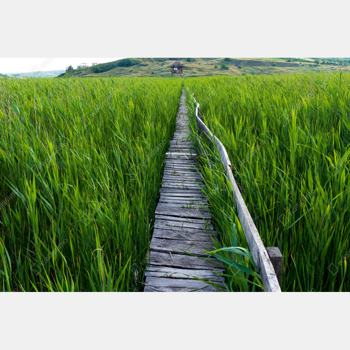 Fototapeta spokojny zielony pomost przez trzcinowisko do rustykalnej chaty – Wallissimo® Fototapeta spokojny zielony pomost przez trzcinowisko do rustykalnej chaty – Wallissimo®