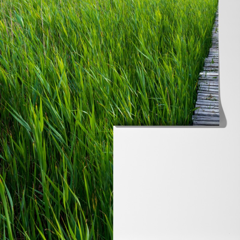 Fototapeta spokojny zielony pomost przez trzcinowisko do rustykalnej chaty – Wallissimo® Fototapeta spokojny zielony pomost przez trzcinowisko do rustykalnej chaty – Wallissimo®