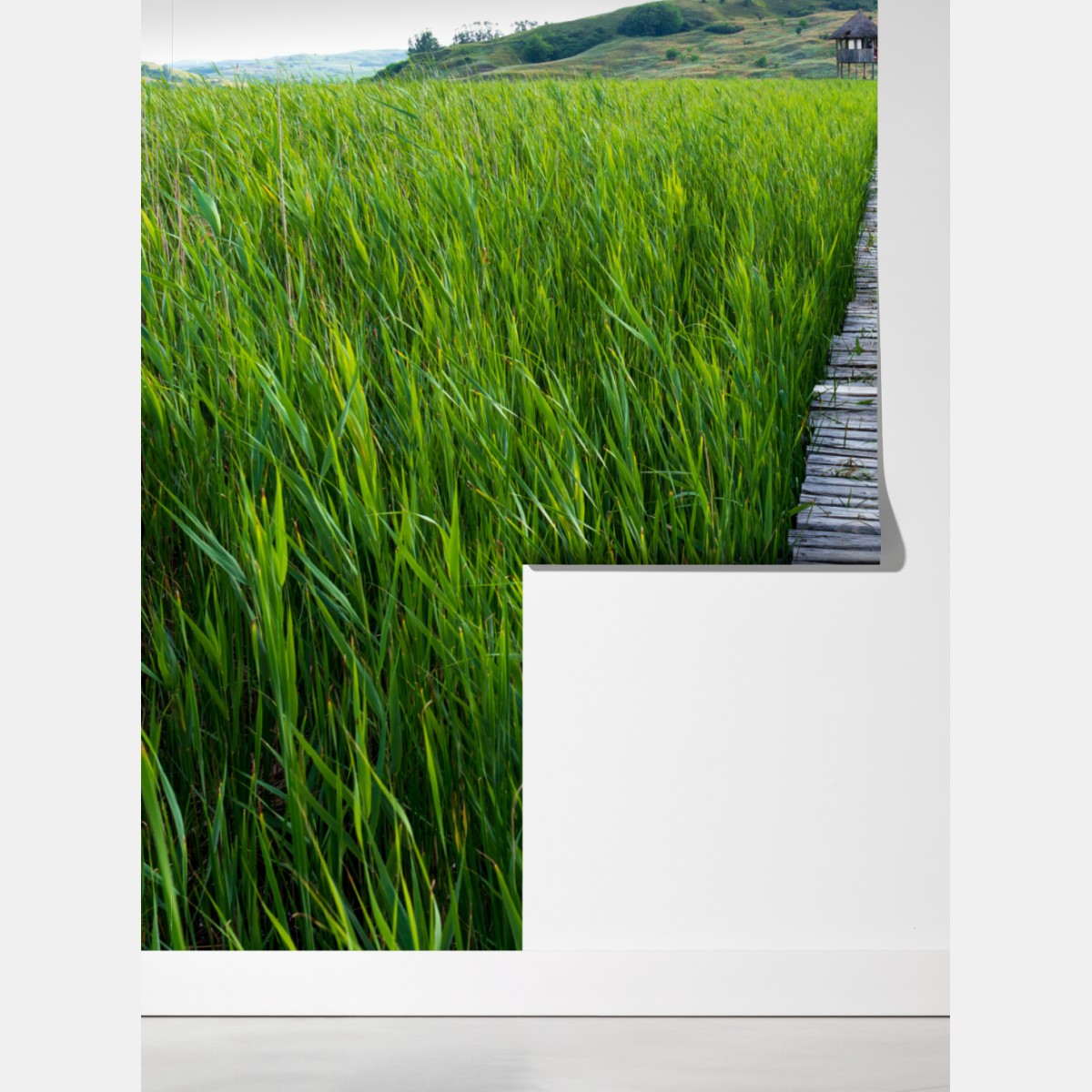 Fototapeta spokojny zielony pomost przez trzcinowisko do rustykalnej chaty – Wallissimo® Fototapeta spokojny zielony pomost przez trzcinowisko do rustykalnej chaty – Wallissimo®