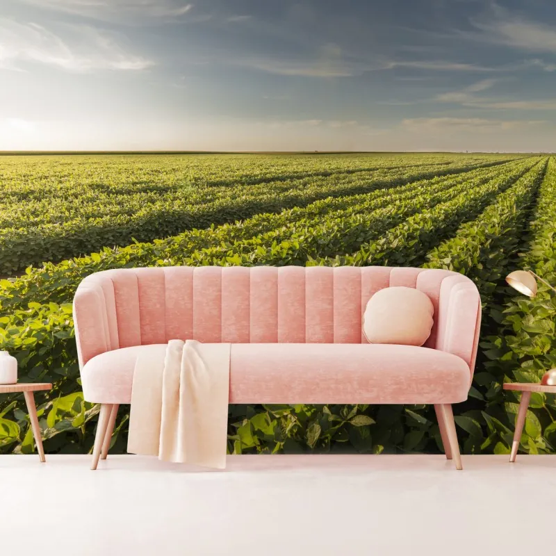 Fototapeta słoneczne pole soi o zmierzchu – Wallissimo® Fototapeta słoneczne pole soi o zmierzchu – Wallissimo®