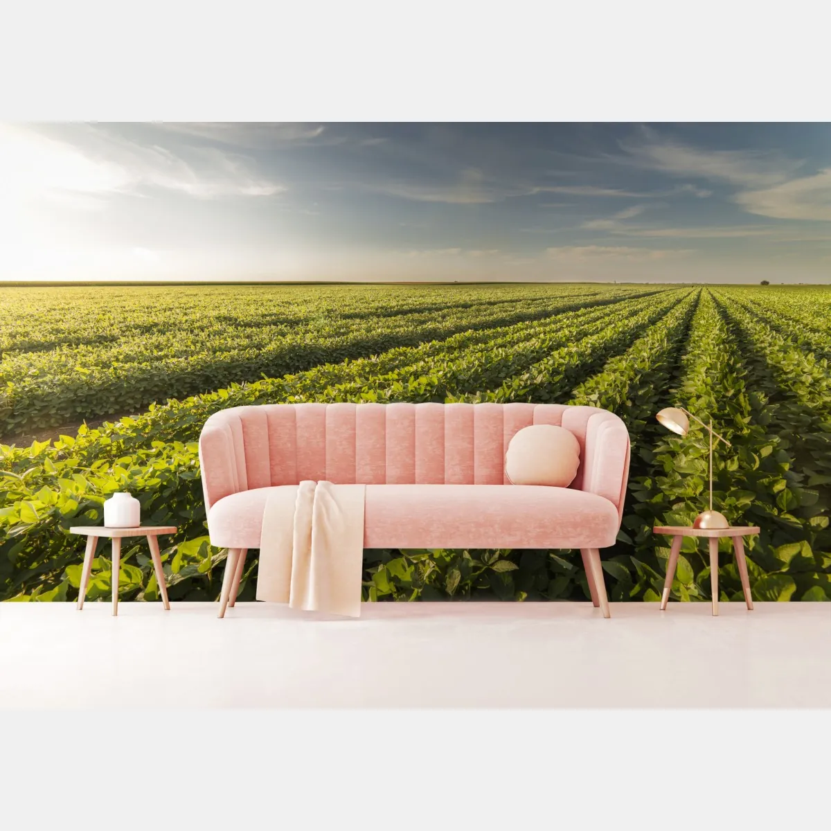 Fototapeta słoneczne pole soi o zmierzchu – Wallissimo® Fototapeta słoneczne pole soi o zmierzchu – Wallissimo®