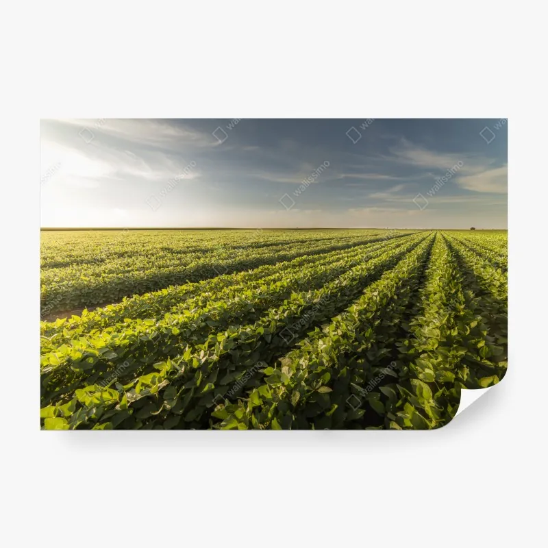 Fototapeta żywa różowa abstrakcja płynna – Wallissimo®