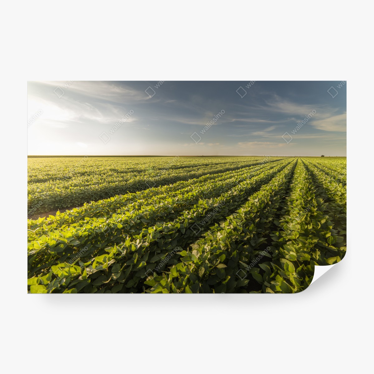 Fototapeta słoneczne pole soi o zmierzchu – Wallissimo® Fototapeta słoneczne pole soi o zmierzchu – Wallissimo®