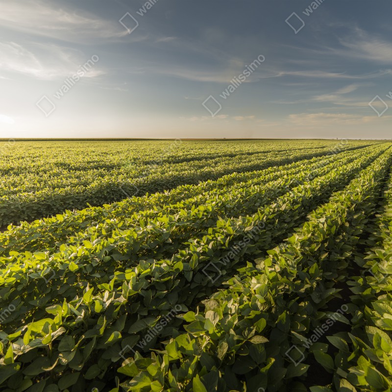 Fototapeta słoneczne pole soi o zmierzchu – Wallissimo® Fototapeta słoneczne pole soi o zmierzchu – Wallissimo®