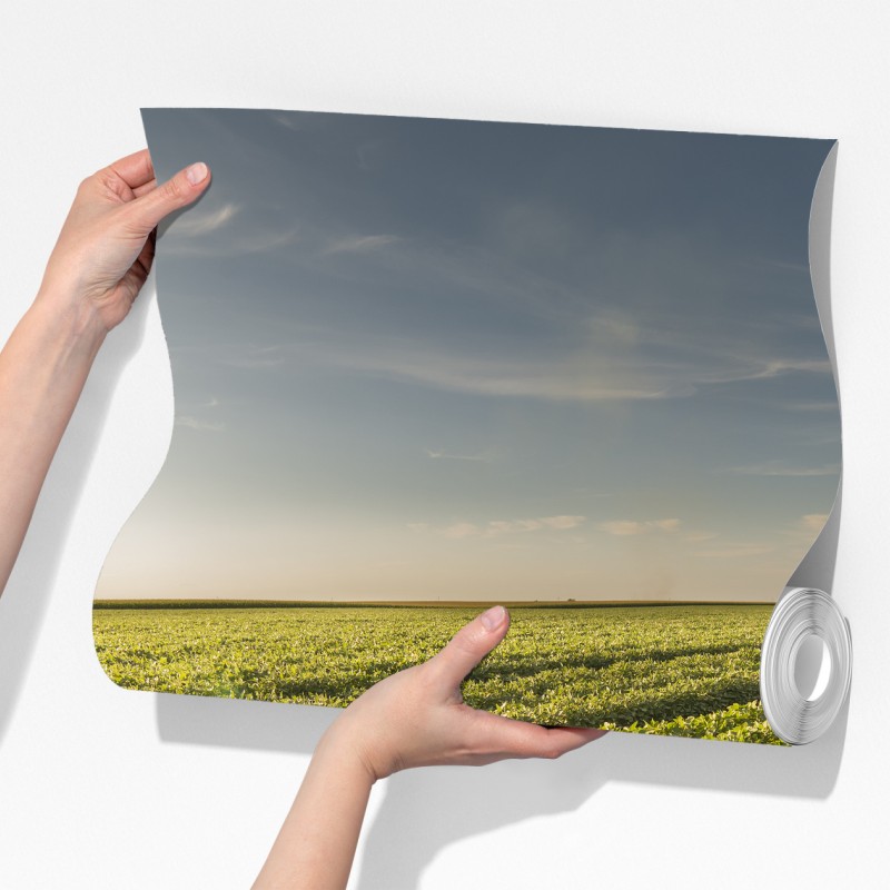 Fototapeta słoneczne pole soi o zmierzchu – Wallissimo® Fototapeta słoneczne pole soi o zmierzchu – Wallissimo®