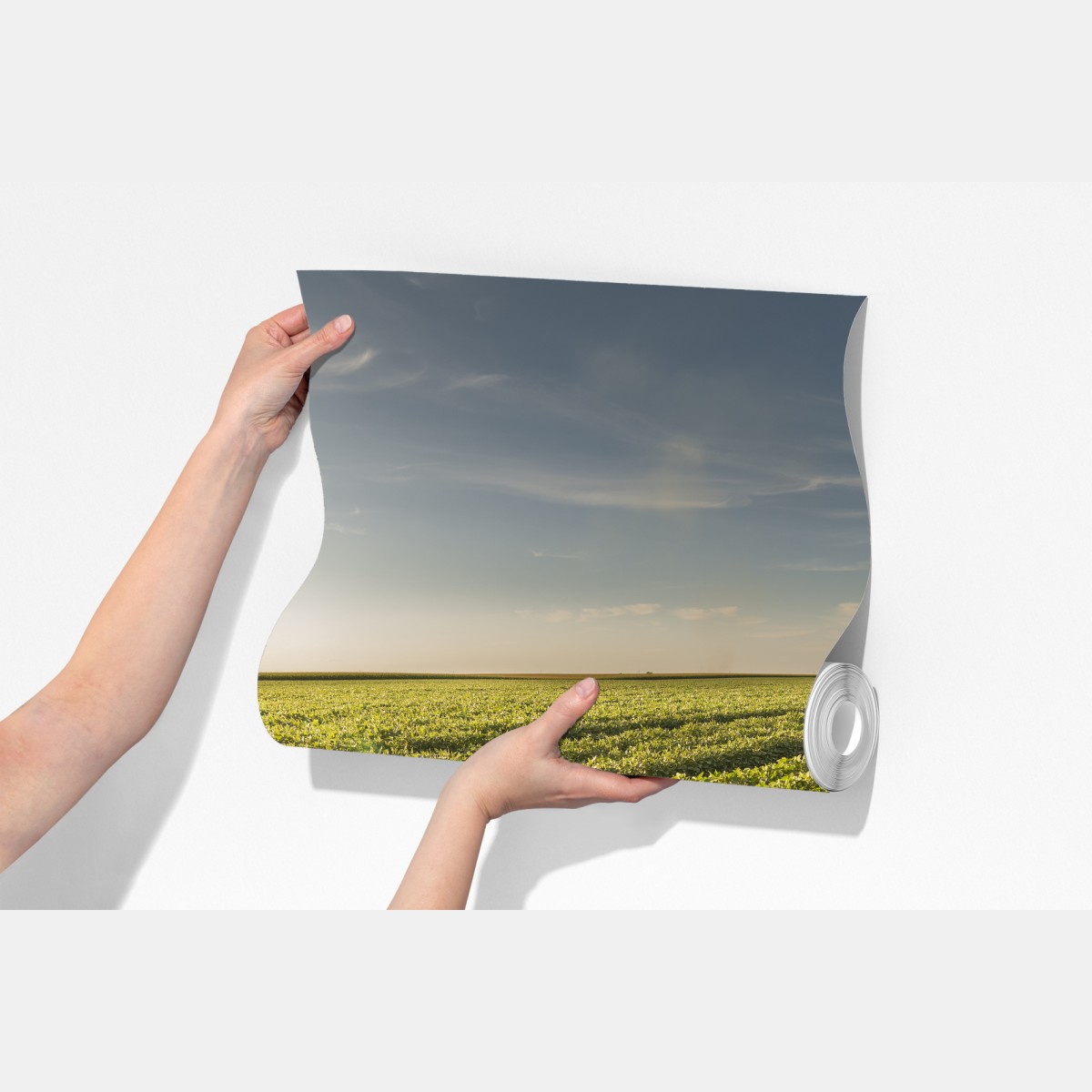 Fototapeta słoneczne pole soi o zmierzchu – Wallissimo® Fototapeta słoneczne pole soi o zmierzchu – Wallissimo®