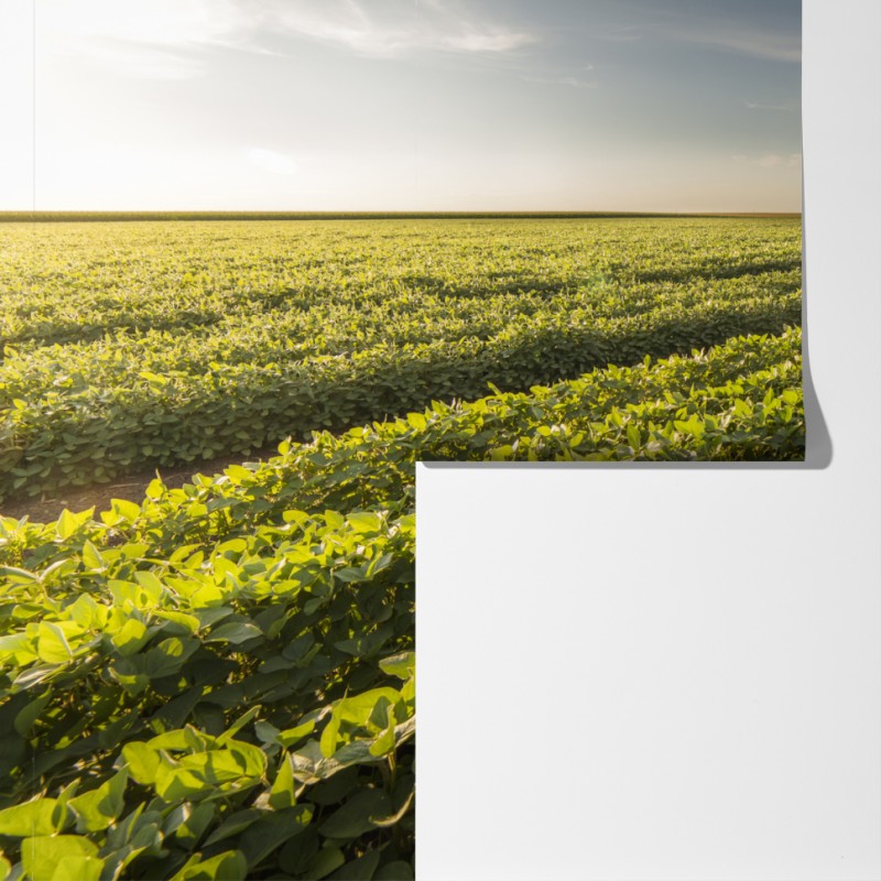 Fototapeta słoneczne pole soi o zmierzchu – Wallissimo® Fototapeta słoneczne pole soi o zmierzchu – Wallissimo®