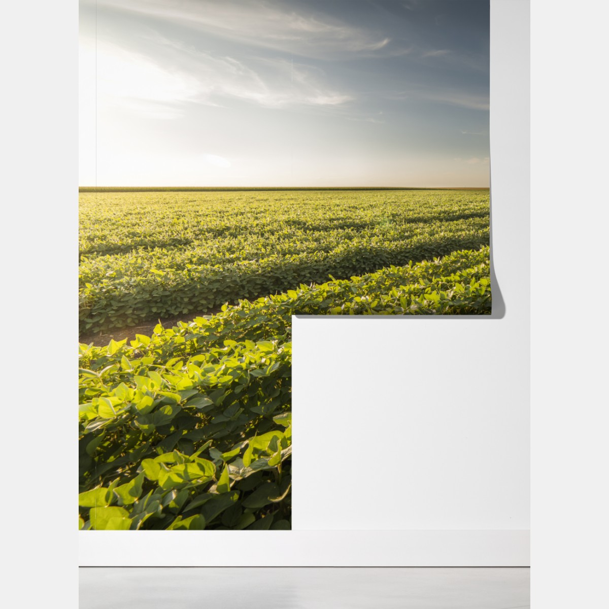 Fototapeta słoneczne pole soi o zmierzchu – Wallissimo® Fototapeta słoneczne pole soi o zmierzchu – Wallissimo®