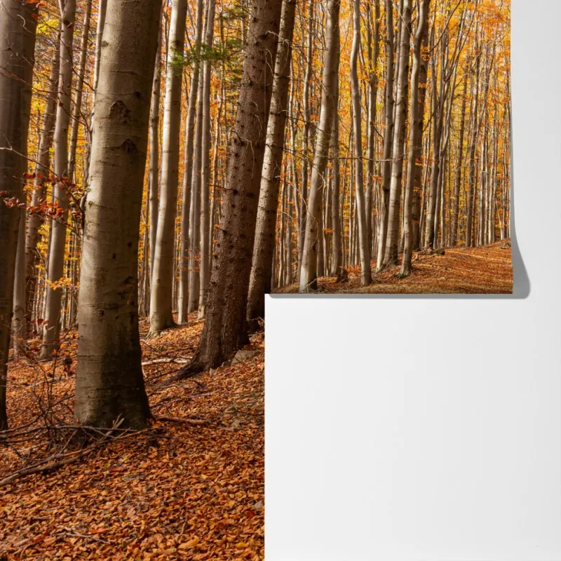 Fototapeta jesienna ścieżka leśna w złotych liściach – Wallissimo® Fototapeta jesienna ścieżka leśna w złotych liściach – Wallissimo®