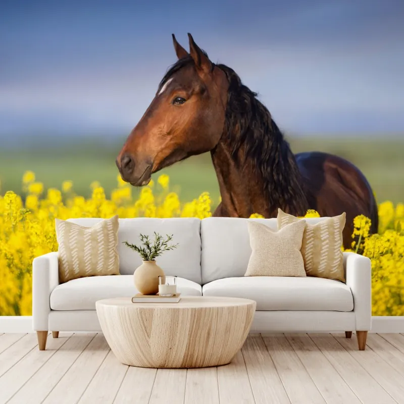 Fototapeta gniady koń na polu rzepaku