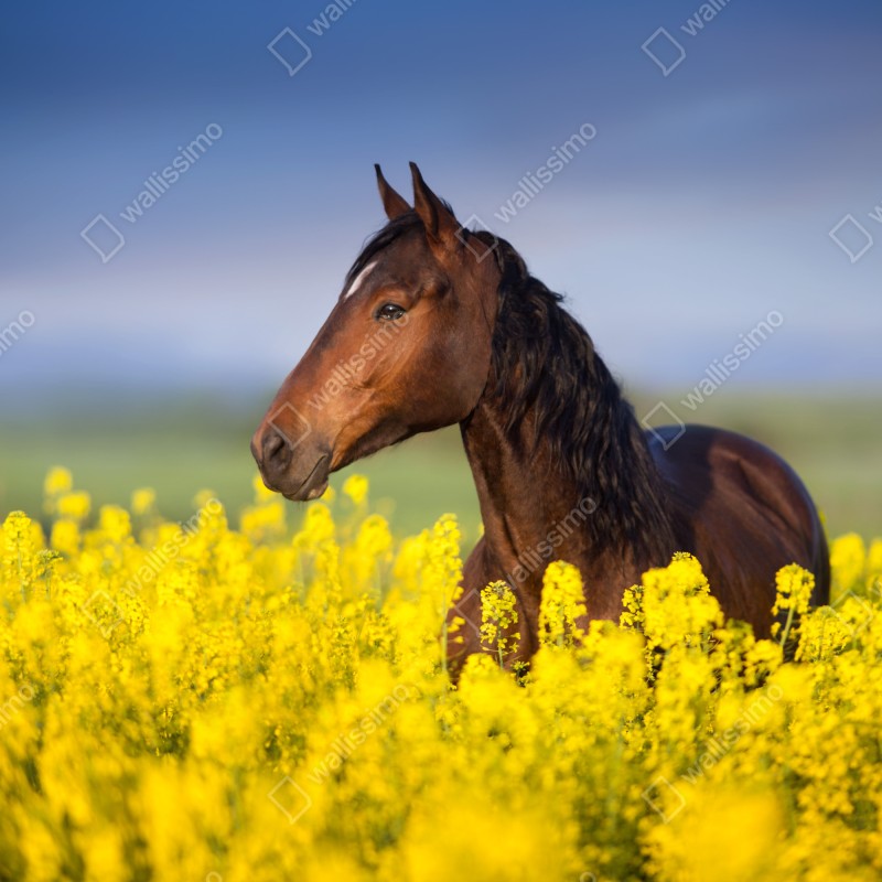 Fototapeta gniady koń na polu rzepaku – Wallissimo® Fototapeta gniady koń na polu rzepaku – Wallissimo®