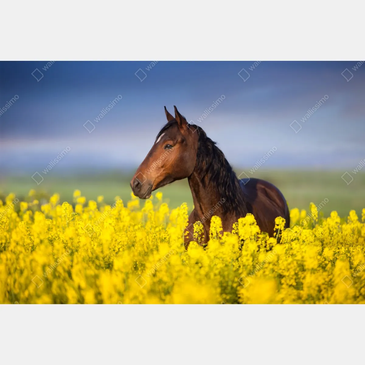 Fototapeta gniady koń na polu rzepaku – Wallissimo® Fototapeta gniady koń na polu rzepaku – Wallissimo®