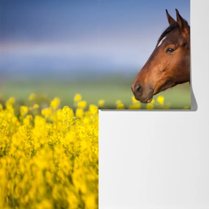 Fototapeta gniady koń na polu rzepaku – Wallissimo® Fototapeta gniady koń na polu rzepaku – Wallissimo®