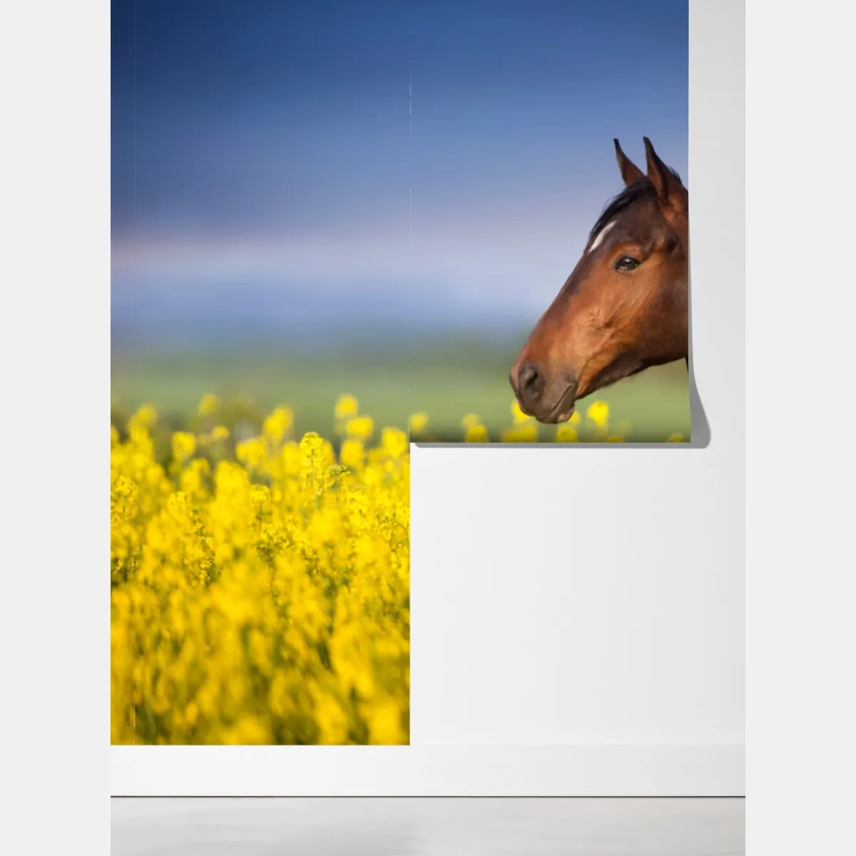 Fototapeta gniady koń na polu rzepaku – Wallissimo® Fototapeta gniady koń na polu rzepaku – Wallissimo®