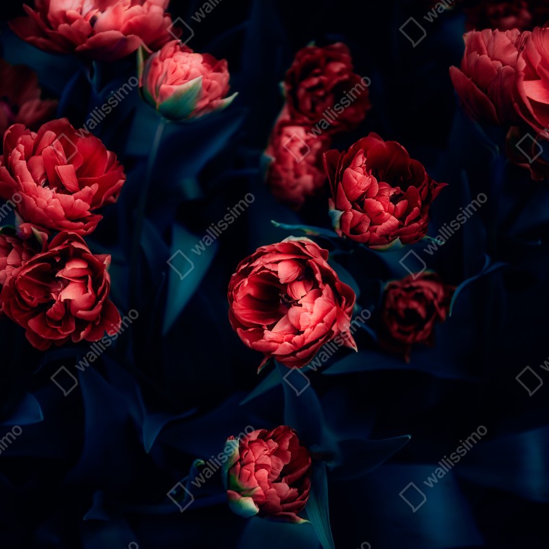 Fototapeta ponury bukiet czerwonych tulipanów – Wallissimo® Fototapeta ponury bukiet czerwonych tulipanów – Wallissimo®