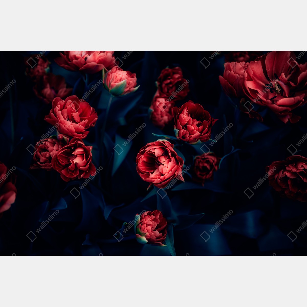 Fototapeta ponury bukiet czerwonych tulipanów – Wallissimo® Fototapeta ponury bukiet czerwonych tulipanów – Wallissimo®