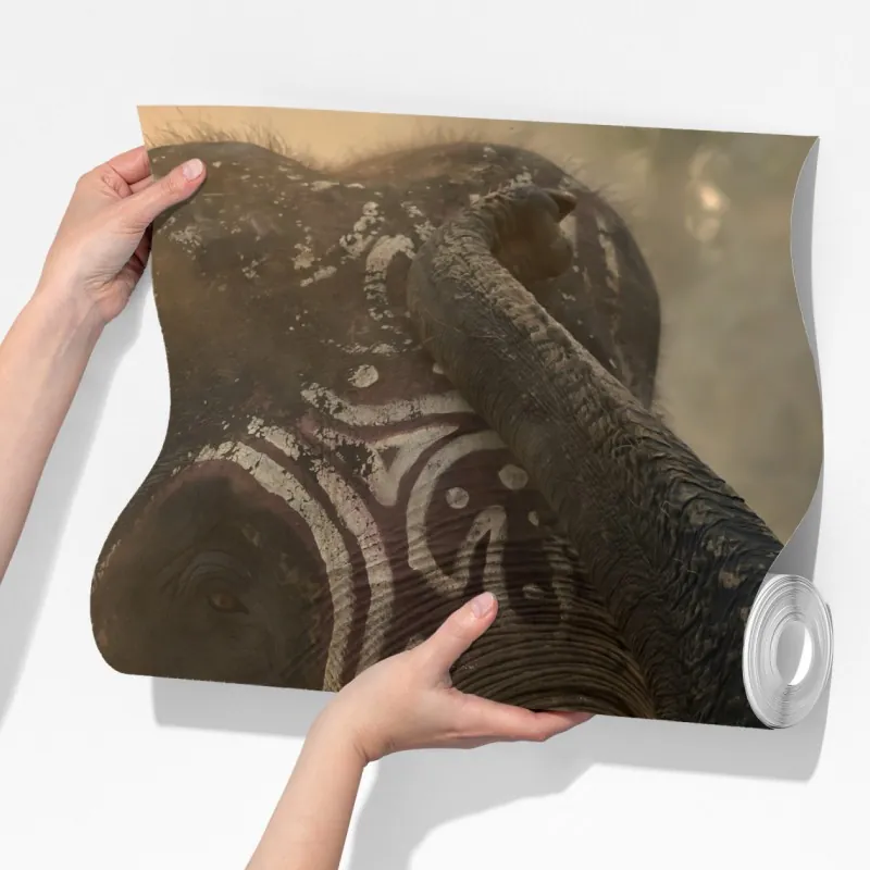 Fototapeta majestatyczny słoń z Tajlandii z kłami – Wallissimo® Fototapeta majestatyczny słoń z Tajlandii z kłami – Wallissimo®