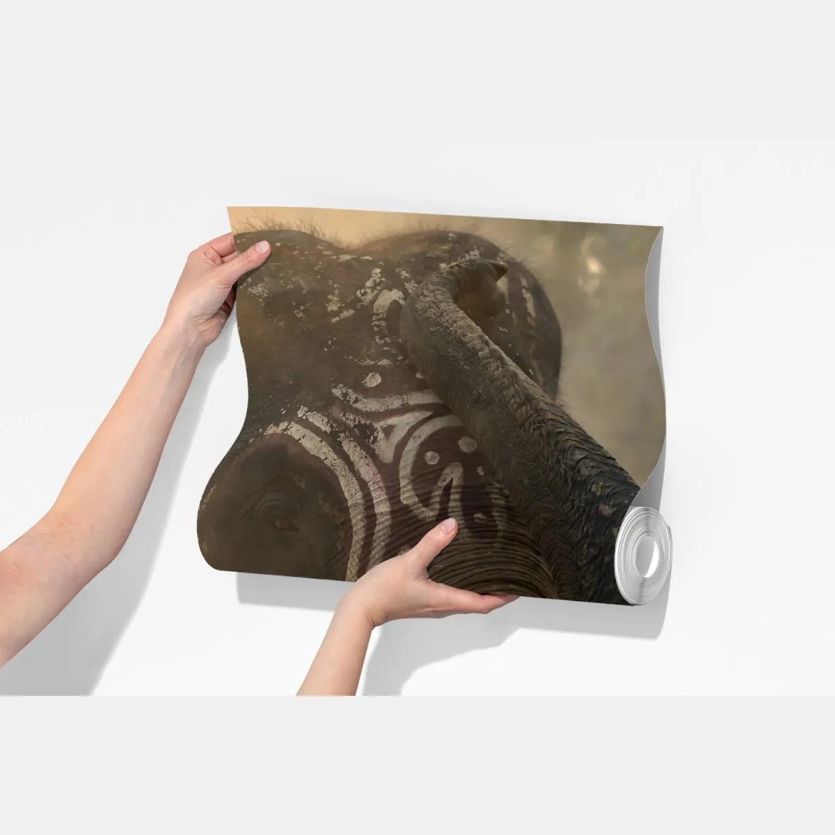 Fototapeta majestatyczny słoń z Tajlandii z kłami – Wallissimo® Fototapeta majestatyczny słoń z Tajlandii z kłami – Wallissimo®