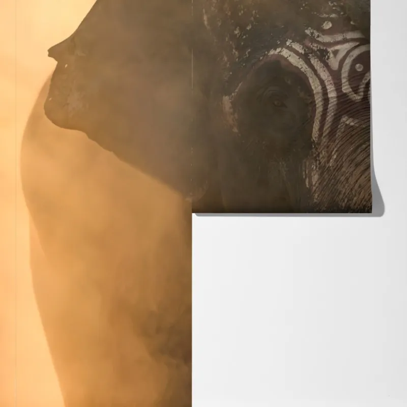 Fototapeta majestatyczny słoń z Tajlandii z kłami – Wallissimo® Fototapeta majestatyczny słoń z Tajlandii z kłami – Wallissimo®