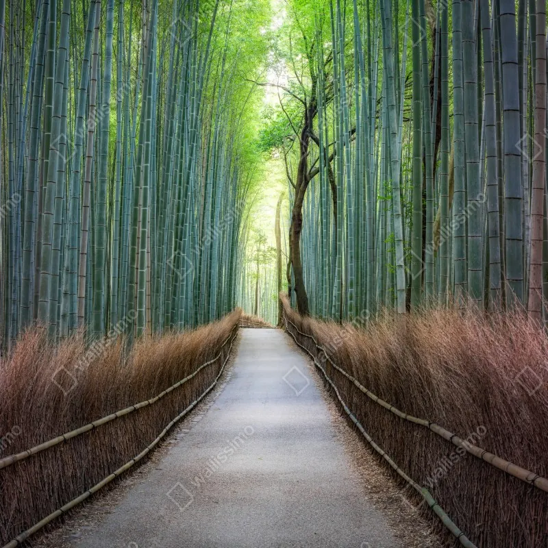 Fototapeta spokojna ścieżka w lesie bambusowym – Wallissimo® Fototapeta spokojna ścieżka w lesie bambusowym – Wallissimo®
