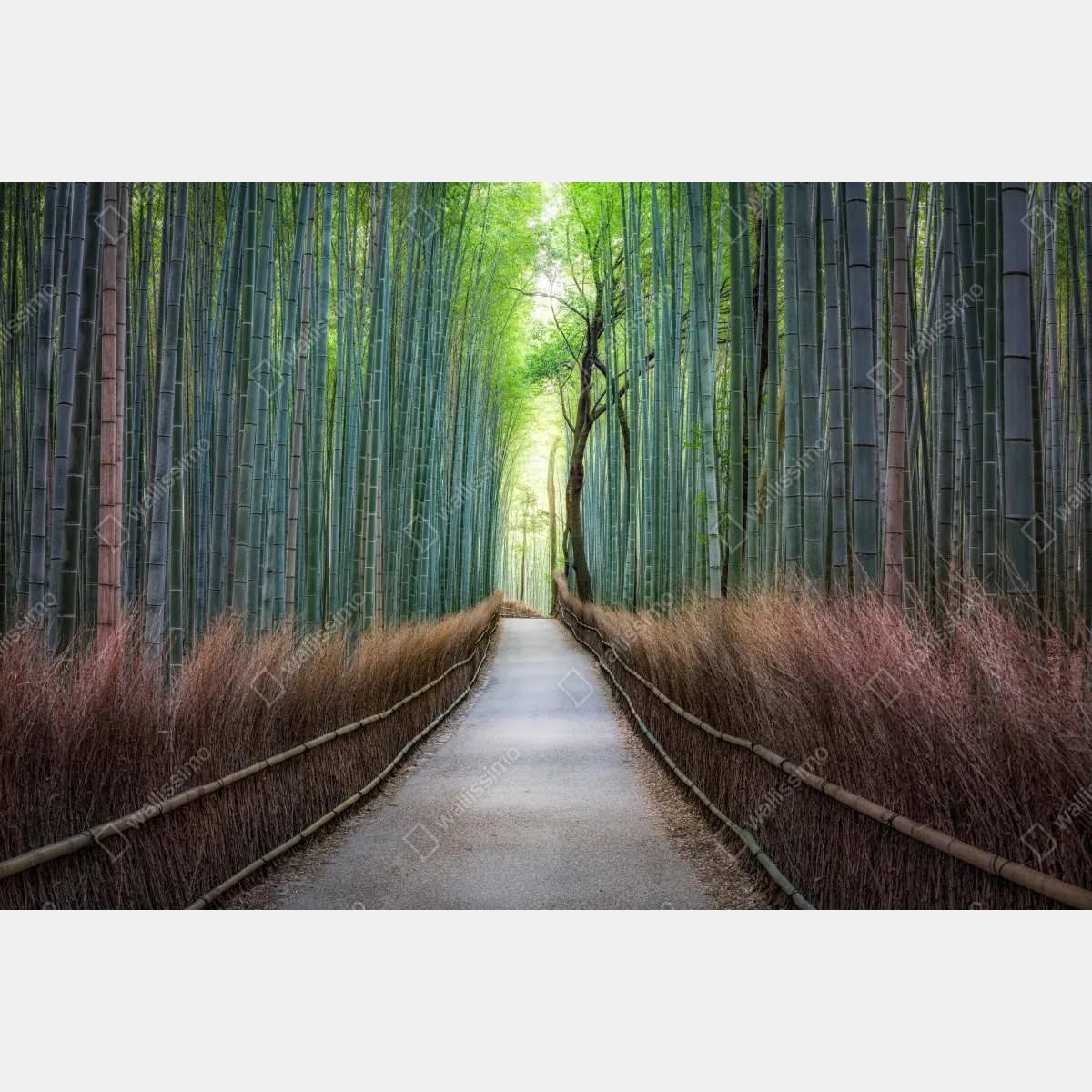 Fototapeta spokojna ścieżka w lesie bambusowym – Wallissimo® Fototapeta spokojna ścieżka w lesie bambusowym – Wallissimo®