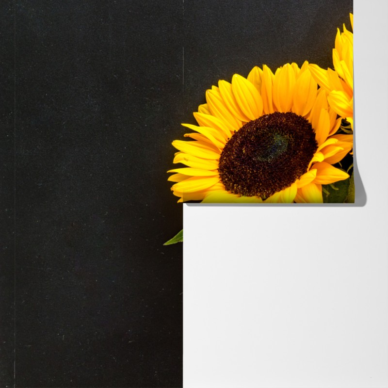 Fototapeta słoneczniki na czarnym tle – Wallissimo® Fototapeta słoneczniki na czarnym tle – Wallissimo®