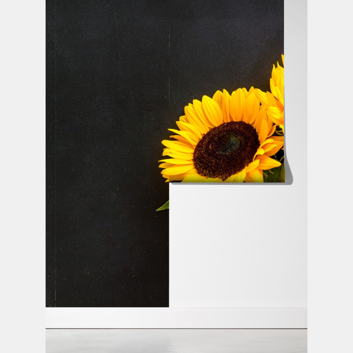 Fototapeta słoneczniki na czarnym tle – Wallissimo® Fototapeta słoneczniki na czarnym tle – Wallissimo®