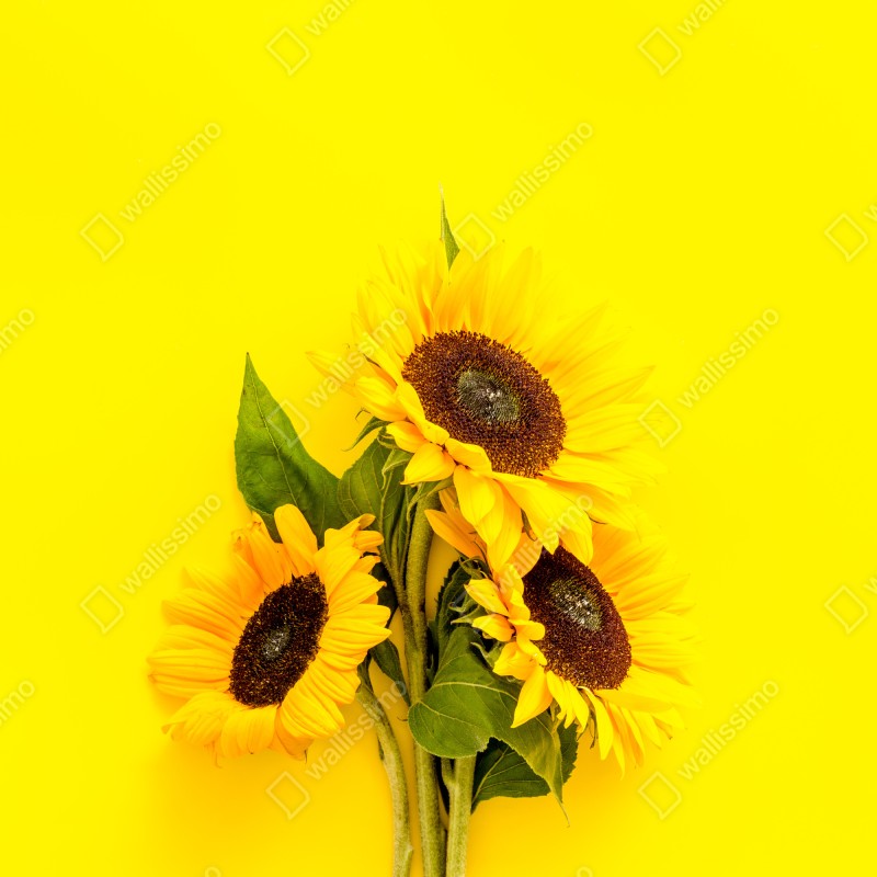 Fototapeta jasny bukiet słoneczników na żółtym tle – Wallissimo® Fototapeta jasny bukiet słoneczników na żółtym tle – Wallissimo®