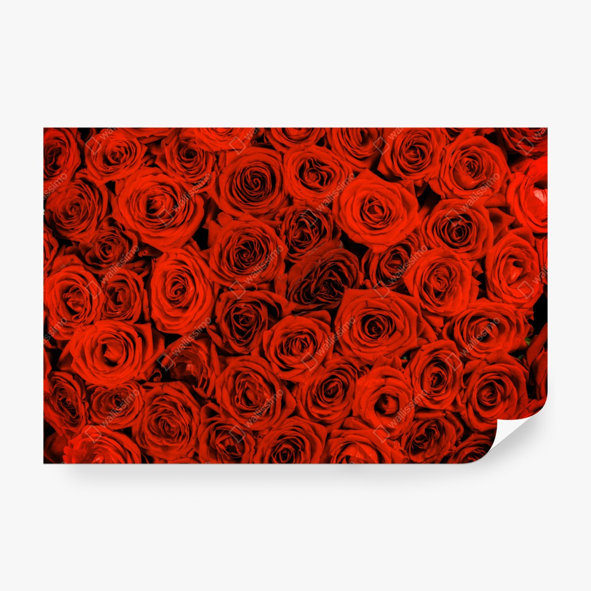 Fototapeta bujny bukiet czerwonych róż – Wallissimo® Fototapeta bujny bukiet czerwonych róż – Wallissimo®