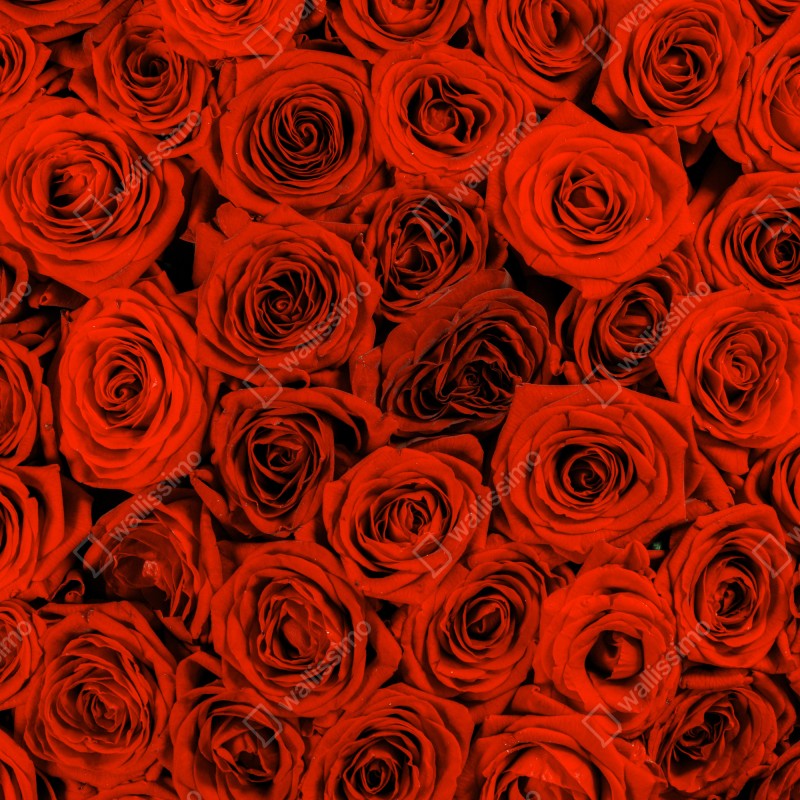Fototapeta bujny bukiet czerwonych róż – Wallissimo® Fototapeta bujny bukiet czerwonych róż – Wallissimo®