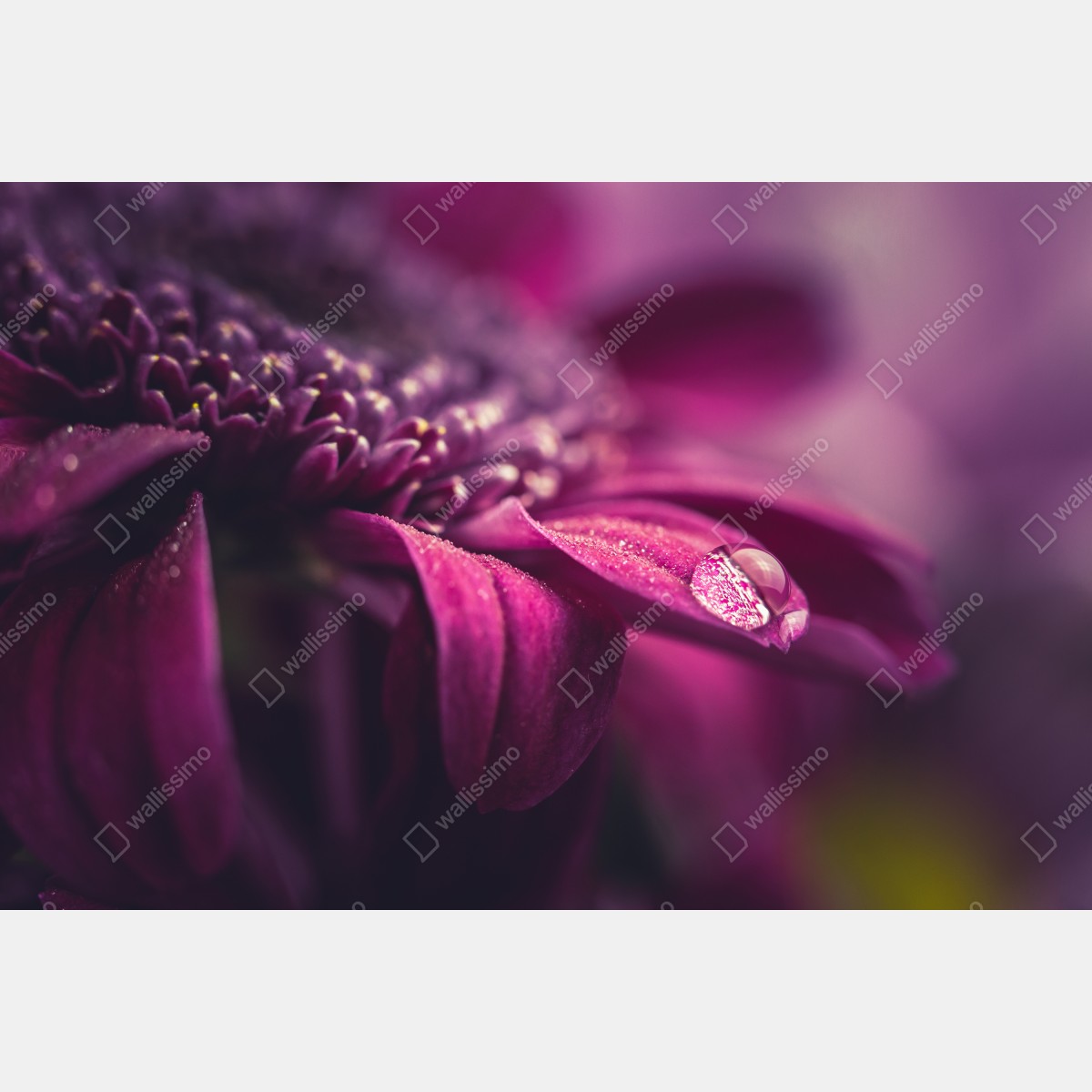 Fototapeta fioletowy makro kwiat z kroplą rosy – Wallissimo® Fototapeta fioletowy makro kwiat z kroplą rosy – Wallissimo®