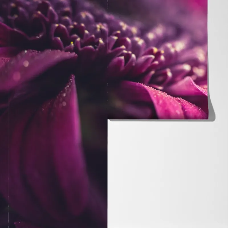 Fototapeta fioletowy makro kwiat z kroplą rosy – Wallissimo® Fototapeta fioletowy makro kwiat z kroplą rosy – Wallissimo®