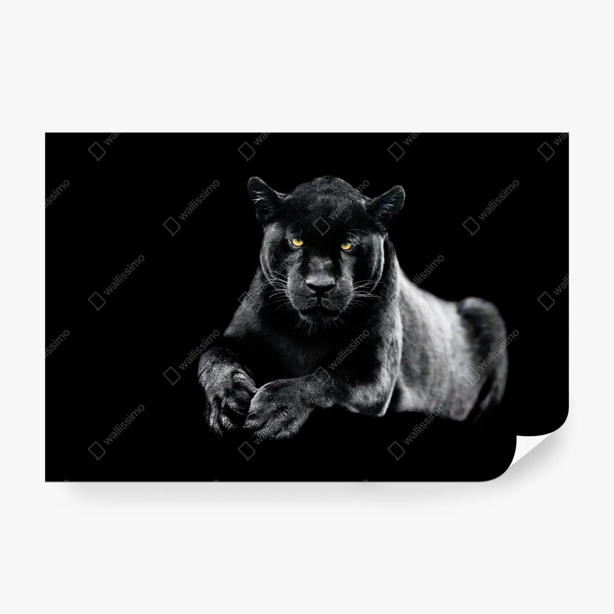 Fototapeta portret czarnej pantery na czarnym tle – Wallissimo® Fototapeta portret czarnej pantery na czarnym tle – Wallissimo®