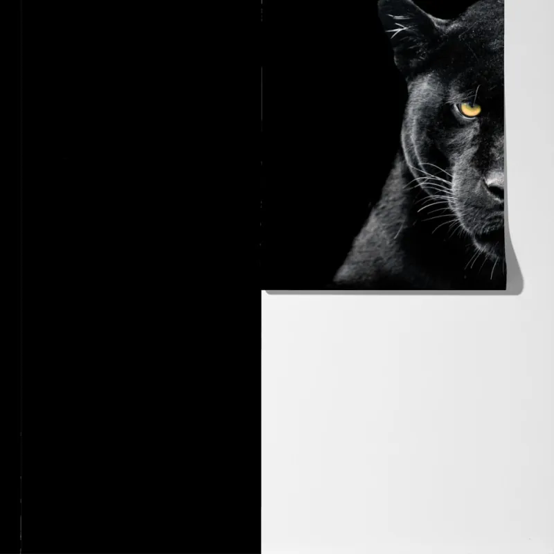 Fototapeta portret czarnej pantery na czarnym tle – Wallissimo® Fototapeta portret czarnej pantery na czarnym tle – Wallissimo®