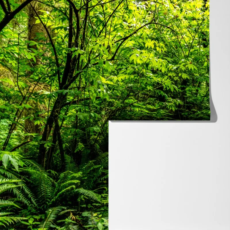 Fototapeta bujna leśna ścieżka – Wallissimo® Fototapeta bujna leśna ścieżka – Wallissimo®