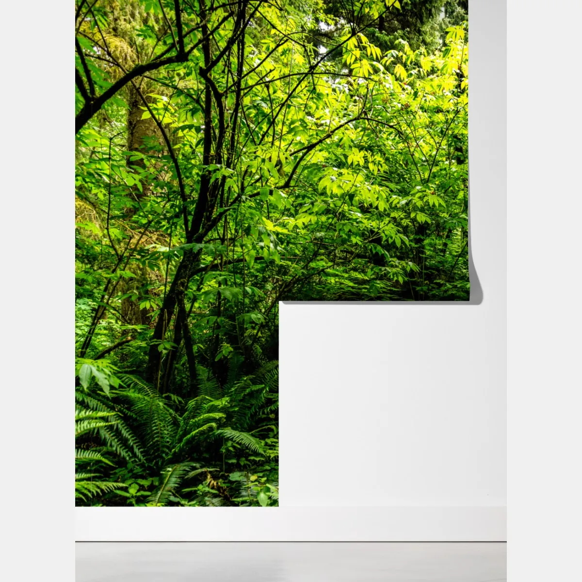 Fototapeta bujna leśna ścieżka – Wallissimo® Fototapeta bujna leśna ścieżka – Wallissimo®