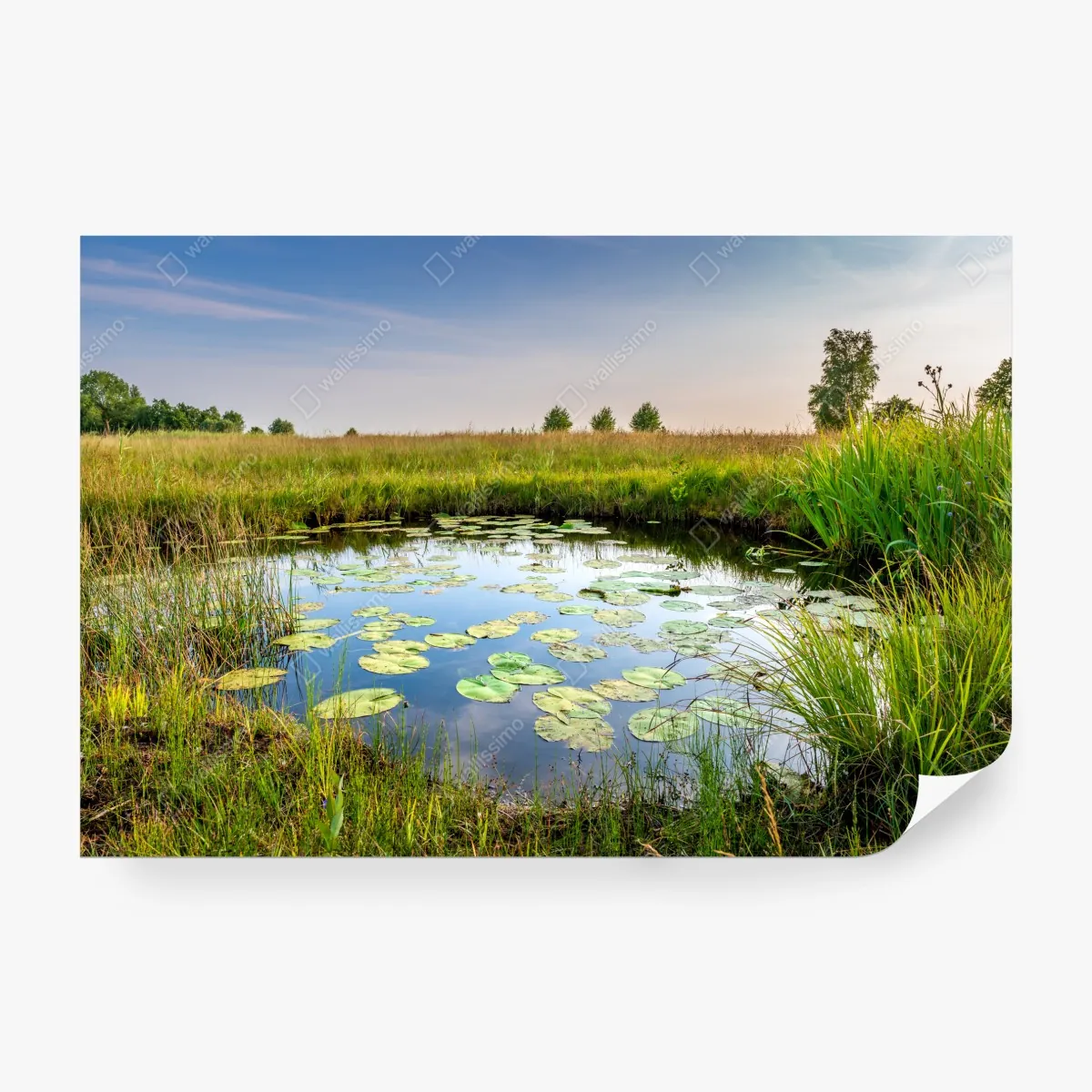 Fototapeta spokojny staw z grążelami na łące – Wallissimo® Fototapeta spokojny staw z grążelami na łące – Wallissimo®