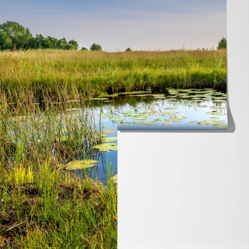 Fototapeta spokojny staw z grążelami na łące – Wallissimo® Fototapeta spokojny staw z grążelami na łące – Wallissimo®