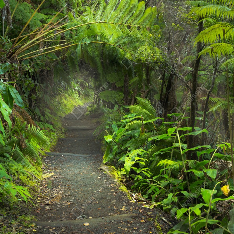 Fototapeta bujny las deszczowy na szlaku Kilauea Iki, Hawaje – Wallissimo® Fototapeta bujny las deszczowy na szlaku Kilauea Iki, Hawaje – Wallissimo®