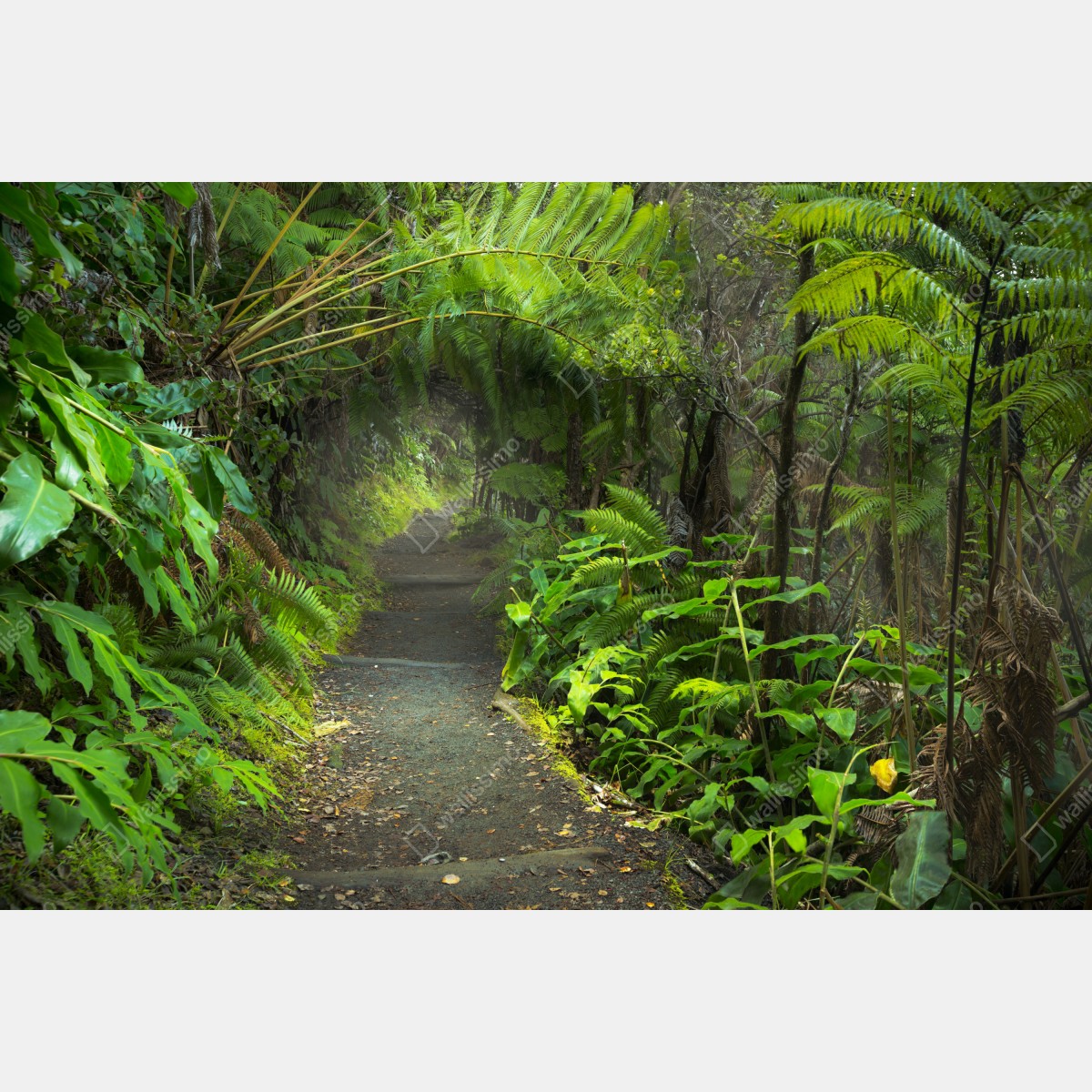 Fototapeta bujny las deszczowy na szlaku Kilauea Iki, Hawaje – Wallissimo® Fototapeta bujny las deszczowy na szlaku Kilauea Iki, Hawaje – Wallissimo®